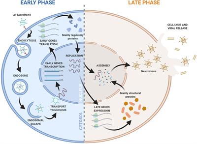 Codon Usage and Adenovirus Fitness: Implications for Vaccine Development